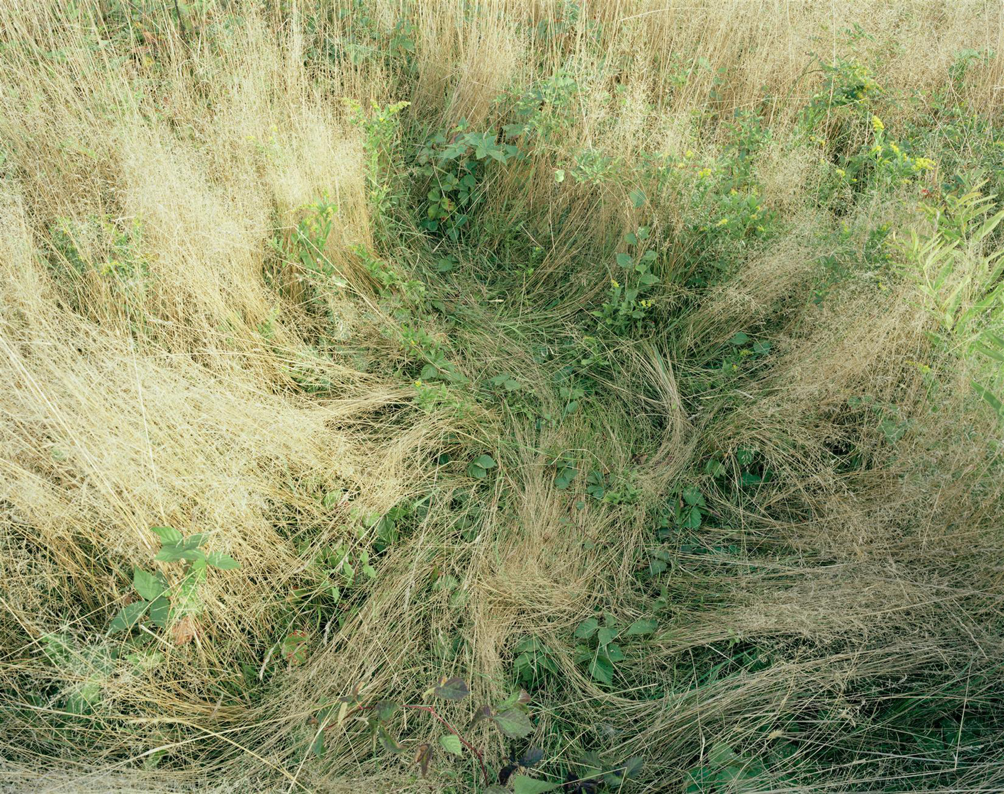 Katherine Wolkoff - Deer beds (exposition à l'Atelier)